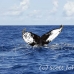 whale_humpback_h_00885_dom3017.jpg